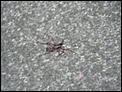 Spiders *eek*-june-09-065.jpg
