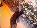 Tonbridge in the snow!-100_3071.jpg