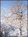 Tonbridge in the snow!-100_3083.jpg