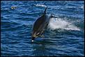 NZ 2010 Picture Thread...-dolphins-bay-islands-090.jpg