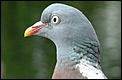 Wood Pigeons AAArrrrggghhh!!!-wood-pigeon-05w.jpg