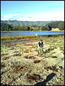 NZ is REALLY, REALLY beautiful.-waikane-planting-062.jpg