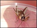 Monster bugs! What-a-Weta!-dsc01674.jpg