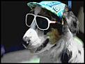 Very unusual problem, only in New Zealand, any tips?-stock_dog_sunglasses.jpg