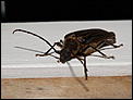 Eeek! Cockroach question...-62129205-huhu-beetle.jpg