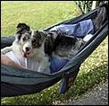 Puppy update-happy-hammock-dog.jpg