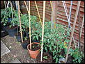 OVER 50's+ MOVING BACK TO THE UK - Part II-tomatoes-greenhouse.jpg