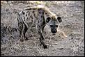 Just returned to UK to film for TV prog....initial thoughts-hyena1.jpg
