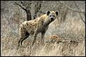 Just returned to UK to film for TV prog....initial thoughts-hyena2.jpg