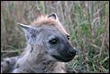 Just returned to UK to film for TV prog....initial thoughts-hyena3.jpg