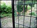 New pics from the newly returned-2deer.jpg