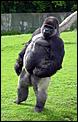 Upright standing and walking Gorilla .-gorilla-1.jpg