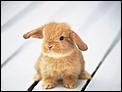 Cute baby animals.-fluffy-bunny.jpg