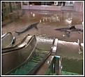 Shark Tank collapses In Kuwait-shark-tank-collapses.jpg