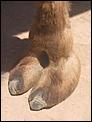 Beware of camels-camel-toe.jpg