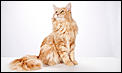 &quot;My cousin brother loves me &amp; wants to marry me&quot;-maine-coon-7-645mk062311.jpg