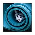 Avatars-blue-cat.jpg