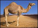 Fans Condole With Owner Over Celebrity Camel’s Death-arabian-camel.jpg