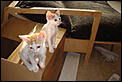 Kittens-dsc02266.jpg