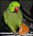 Anyone wants to adopt my cute....-parakeet.jpg