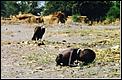 Pictures worth a 1000 words-kevin-carter-sudan.jpg