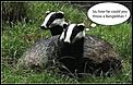 So how far could you throw a badger?-badger-bm.jpg