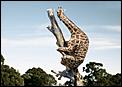 Some Great Photos-giraffe_climbing_tree.jpg