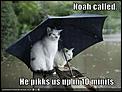 Umbrella-cat-noah-umbrella.jpg