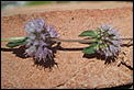 Any ideas what herb this could be?-p7032856.jpg