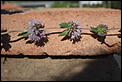 Any ideas what herb this could be?-p7032854.jpg