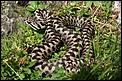 Any idea what creatures these are-vipera-aspis.jpg