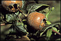 Unusual fruit/names-rhs-medlar.jpg