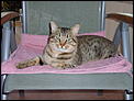 MISSING / LOST CAT (Javea, North Costa Blanca)-s5001037.jpg