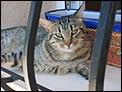 MISSING / LOST CAT (Javea, North Costa Blanca)-s5002056.jpg