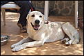 18 month old lab to be shot-p9214239.jpg
