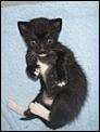Kittens ready approx end of July-usual-startled-look.jpg