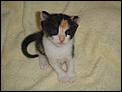 Kittens ready approx end of July-baby-tia.jpg