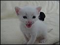 Kittens ready approx end of July-mouse-happy.jpg