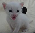 Happy ending for mum, her kittens still need homes-mouse-happy.jpg