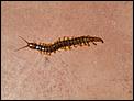 Andalusian Nasties-centipede1.jpg