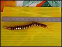 Andalusian Nasties-centipede2.jpg
