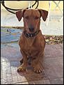 Stray dog - Costa Esuri-img_4303.jpg