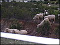 Ayamonte - Costa Esuri - Part IV-oveja-oveja-oveja....jpg