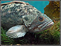 what do I do with a rockfish-rockfish-3038.jpg