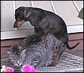 The men only thread!!-dogcat.bmp