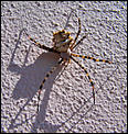 BIG spider-spider.jpg