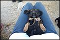 Happy Birthday Leighbloke!!-dogs-puppies-031.jpg