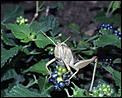 Large Flying Insect-jimmy2.jpg