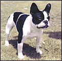 Campo Dog's rabies scare-french%2520bulldog2.jpg