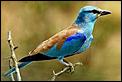 Blue bird identification-roller.bmp